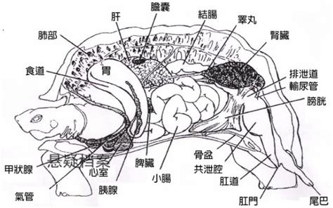 紫色 代表 烏龜構造